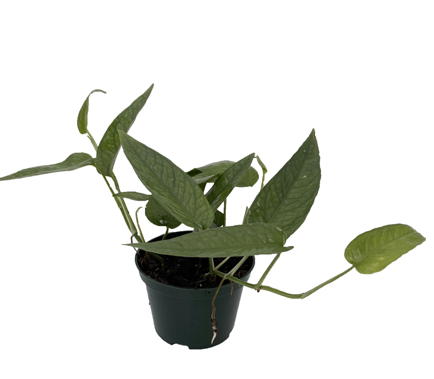 Rare Cebu Blue Pothos - Epipremnum Pinnatum - 4" Pot 1 Rare Cebu Blue Pothos - Epipremnum Pinnatum - 4" Pot