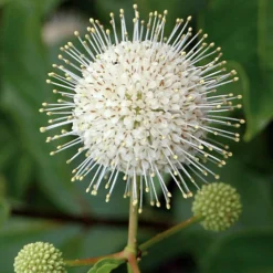 SUGAR SHACK® Cephalanthus Occidentalis - 4" Pot - Proven Winners 5 SUGAR SHACK® Cephalanthus Occidentalis - 4" Pot - Proven Winners -Outlet Buds Grow Store cephalsugarshack2 62991.1615344559