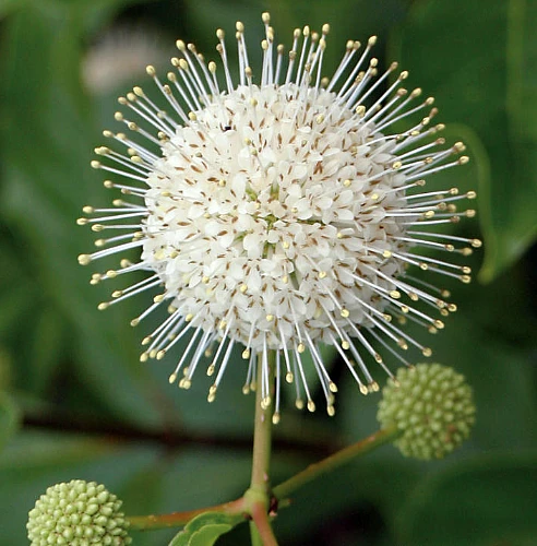 SUGAR SHACK® Cephalanthus Occidentalis - 4" Pot - Proven Winners 3 SUGAR SHACK® Cephalanthus Occidentalis - 4" Pot - Proven Winners - Image 3