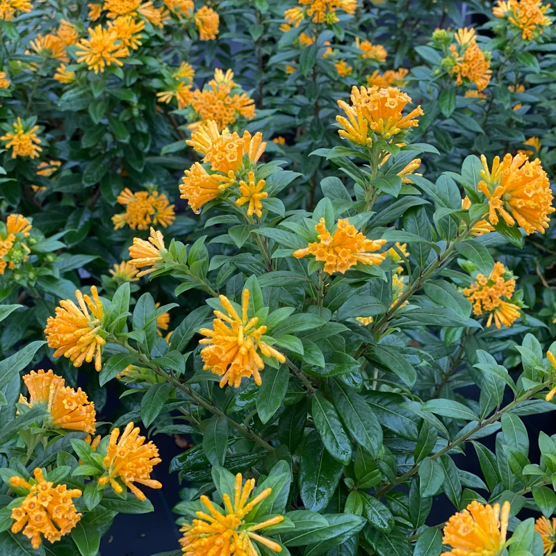 Juiced™ Orange Jessamine - Cestrum Corymbosum - Proven Winners - 4" Pot 2 Juiced™ Orange Jessamine - Cestrum Corymbosum - Proven Winners - 4" Pot - Image 2