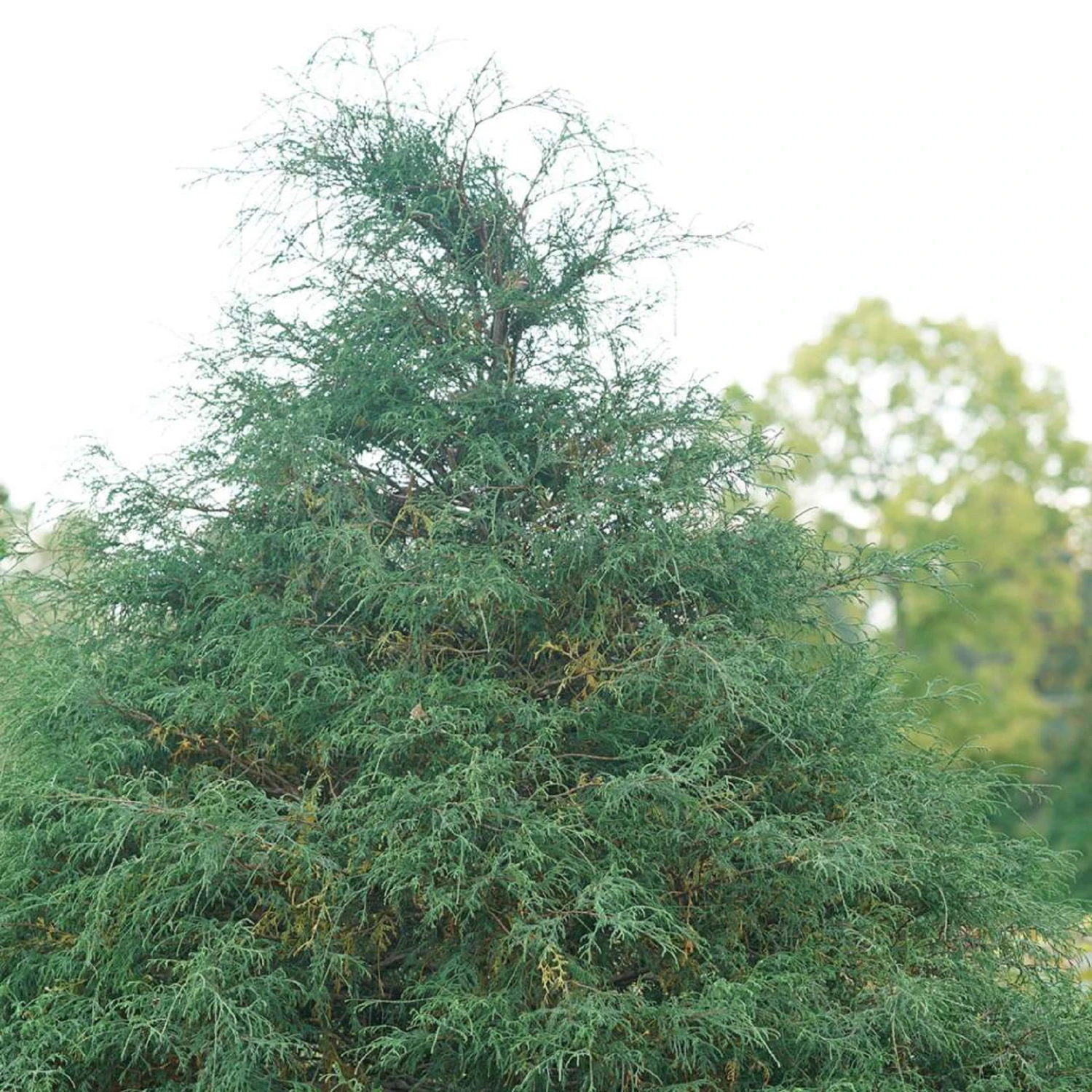 HAYWIRE™ False Cypress - Chamaecyparis - Proven Winners - 4" Pot 2 HAYWIRE™ False Cypress - Chamaecyparis - Proven Winners - 4" Pot - Image 2