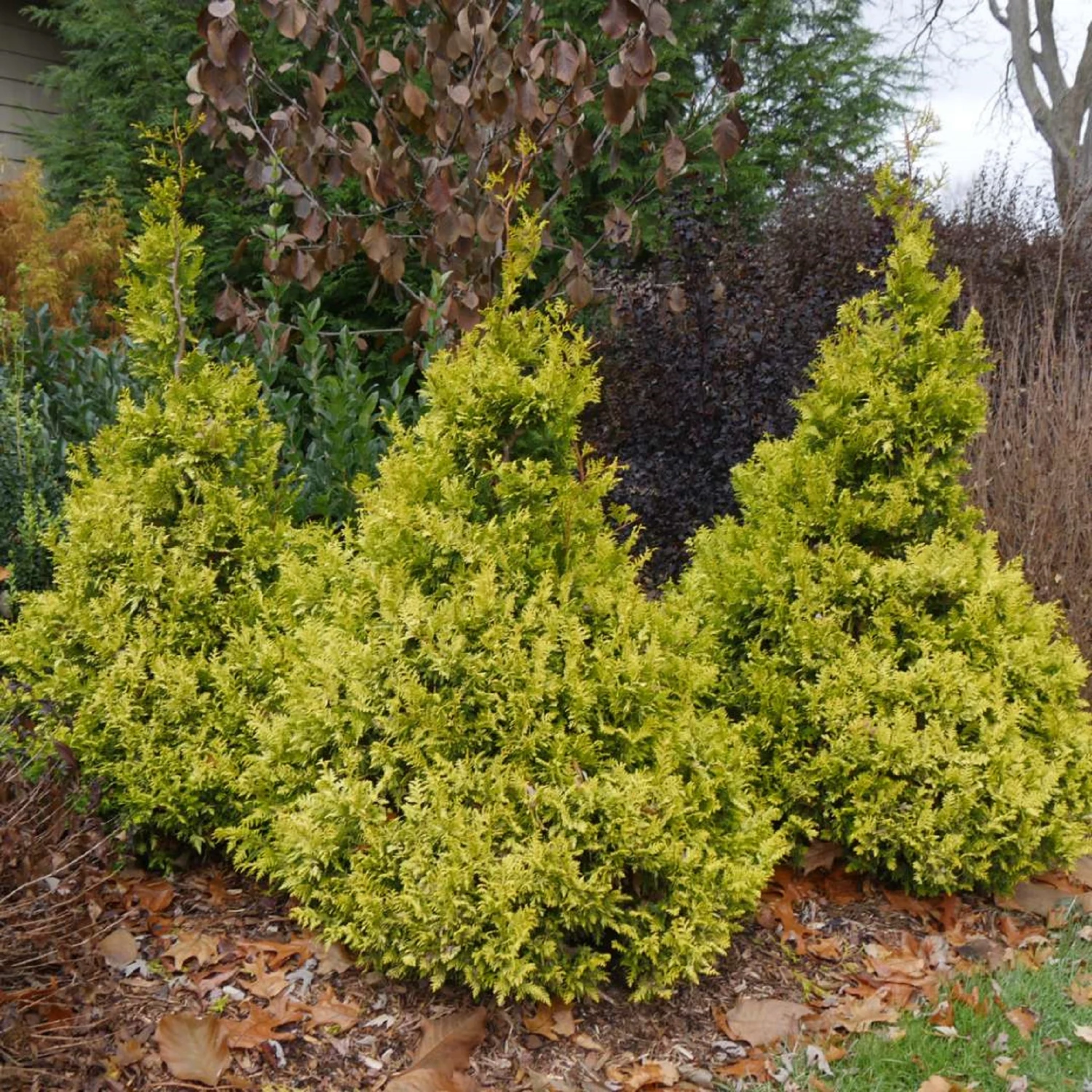 SOFT SERVE® Gold False Cypress - Chamaecyparis - 4" Pot - Proven Winners 2 SOFT SERVE® Gold False Cypress - Chamaecyparis - 4" Pot - Proven Winners - Image 2