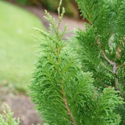 CEDAR RAPIDS™ False Cypress -Chamaecyparis Pisifera - Proven Winners - 4" Pot