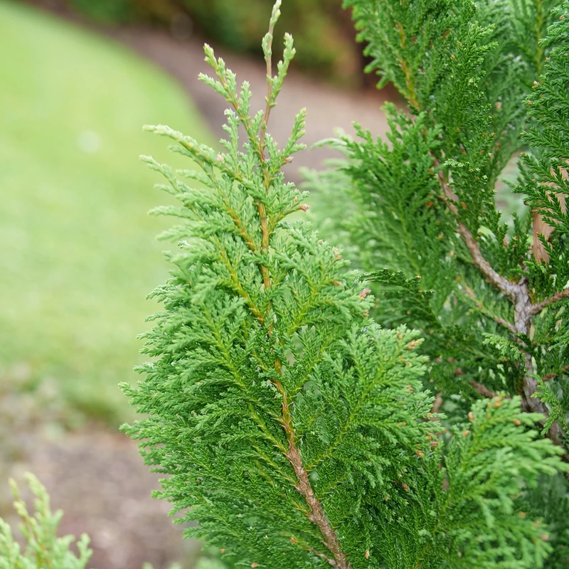 CEDAR RAPIDS™ False Cypress -Chamaecyparis Pisifera - Proven Winners - 4" Pot 1 CEDAR RAPIDS™ False Cypress -Chamaecyparis Pisifera - Proven Winners - 4" Pot