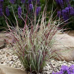 Chameleon Little Bluestem Grass - Schizachyrium Scoparium - Gallon Pot -Outlet Buds Grow Store chamgrass 38771.1692990106