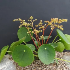 Chinese Money Plant - 4" Mini Hanging Basket - Pilea Peperomioides -Outlet Buds Grow Store chinesemoneyplant4 46740.1616199456