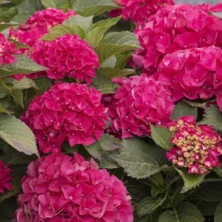 CITYLINE® Paris Hydrangea Macrophylla - Intense Red - Proven Winners - 4" Pot