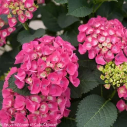 CITYLINE® Paris Hydrangea Macrophylla - Intense Red - Proven Winners - 4" Pot -Outlet Buds Grow Store cityline paris hydrangea 30610.1615344583