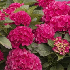 CITYLINE® Paris Hydrangea Macrophylla - Intense Red - Proven Winners - 4" Pot -Outlet Buds Grow Store citylineparis 41303.1615344584