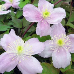 Montana Mayleen Clematis - Very Fragrant - 2.5" Pot