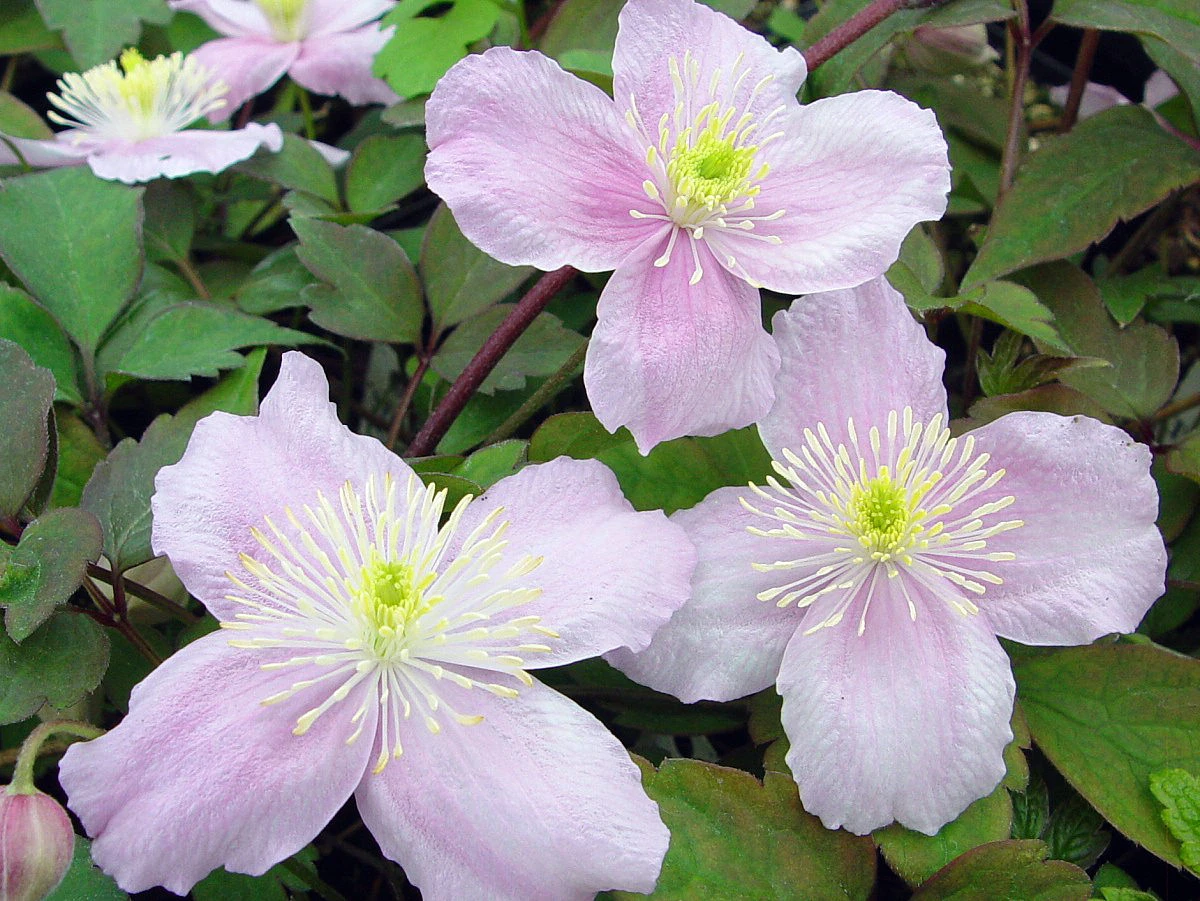 Montana Mayleen Clematis - Very Fragrant - 2.5" Pot 1 Montana Mayleen Clematis - Very Fragrant - 2.5" Pot
