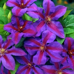 Mrs. N. Thompson Clematis Vine - Purple & Scarlet Blooms - 2.5" Pot