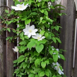 Henryi Clematis Vine - Pure White - 2.5" Pot 5 Henryi Clematis Vine - Pure White - 2.5" Pot -Outlet Buds Grow Store clematishenryi1 99329.1615344782