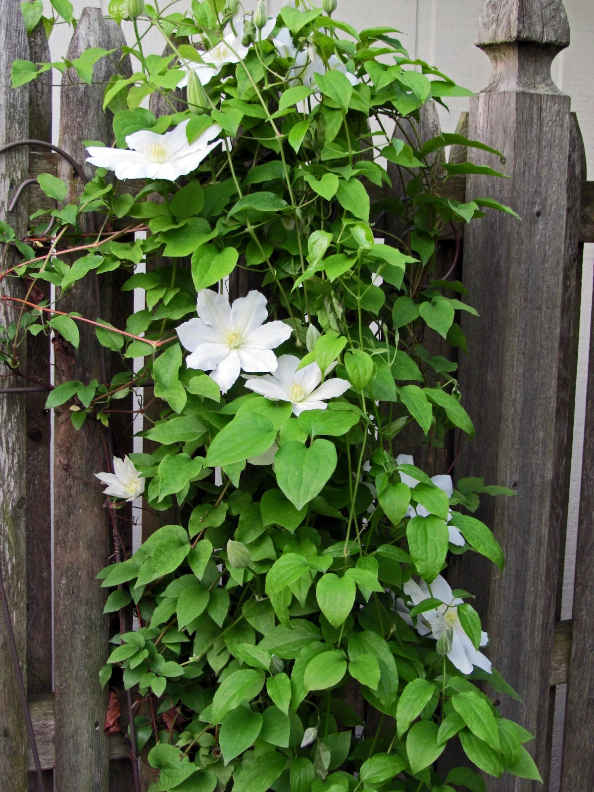 Henryi Clematis Vine - Pure White - 2.5" Pot 3 Henryi Clematis Vine - Pure White - 2.5" Pot - Image 3