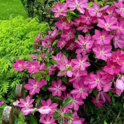 Sprinkles Clematis - Rosy Lavender With Soft White Bars - 2.5" Pot