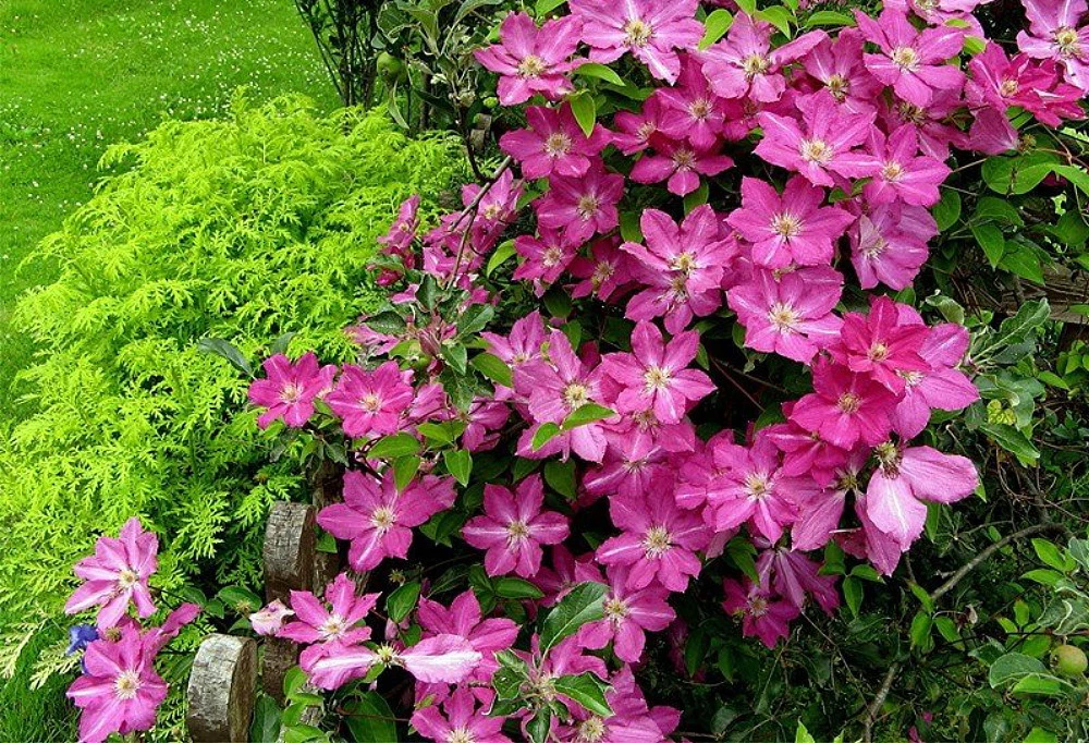 Sprinkles Clematis - Rosy Lavender With Soft White Bars - 2.5" Pot 1 Sprinkles Clematis - Rosy Lavender With Soft White Bars - 2.5" Pot