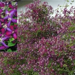 Sweet Summer Love Clematis - Fragrant/Long Blooming - 4" Pot - Proven Winner -Outlet Buds Grow Store clematissummerlove3 52789.1615344811