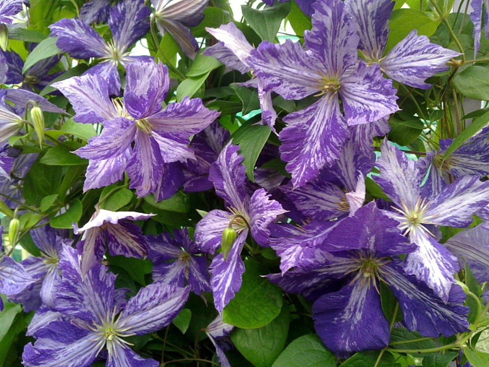 Tie Dye Clematis - Large 6" Flowers - Dark Purple/Silver Streaks - 2.5" Pot 2 Tie Dye Clematis - Large 6" Flowers - Dark Purple/Silver Streaks - 2.5" Pot - Image 2