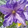 Tie Dye Clematis - Large 6" Flowers - Dark Purple/Silver Streaks - 2.5" Pot