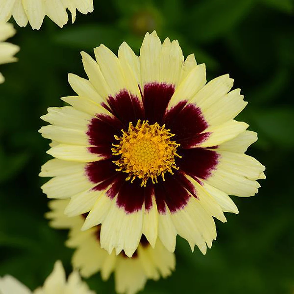 Up Tick Cream & Red Coreopsis -Tickseed - Perennial - Gallon Pot 1 Up Tick Cream & Red Coreopsis -Tickseed - Perennial - Gallon Pot