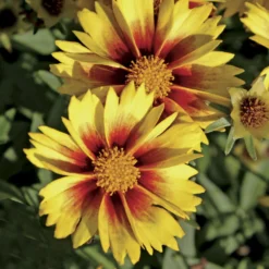 LI'L BANG™ Enchanted Eve Coreopsis Tickseed Perennial Plant - Quart Pot