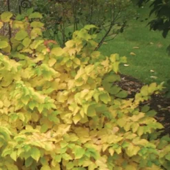 Arctic Sun® Cornus Sanguinea - Cato - Red Twig Dogwood- 4" Pot - Proven Winners -Outlet Buds Grow Store cornusartic 18864.1615344577