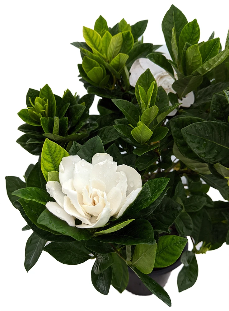Corsage Gardenia Plant - Gardenia Jasminoides - 4" Pot 1 Corsage Gardenia Plant - Gardenia Jasminoides - 4" Pot