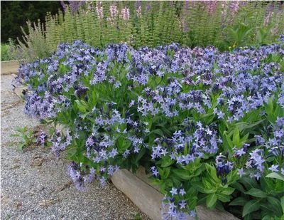 Blue Ice Amsonia Perennial - NEW! - Quart Pot 2 Blue Ice Amsonia Perennial - NEW! - Quart Pot - Image 2