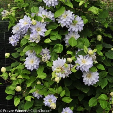 Diamond Ball Clematis - 4" Pot - Proven Winners 4 Diamond Ball Clematis - 4" Pot - Proven Winners - Image 4