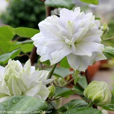 Diamond Ball Clematis - 4" Pot - Proven Winners 2 Diamond Ball Clematis - 4" Pot - Proven Winners - Image 2