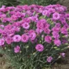 Dianthus Pretty Poppers™ Goody Gumdrop - Semi-Double Blooms - Quart Pot
