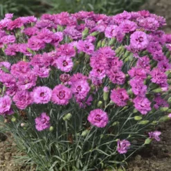 Dianthus Pretty Poppers™ Goody Gumdrop - Semi-Double Blooms - Quart Pot