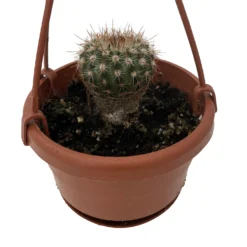 Dome Barrel Cactus - 4" Mini Hanging Basket - Easy House Plant