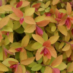 DOUBLE PLAY® CANDY CORN® Spirea - 4" Pot - Proven Winners