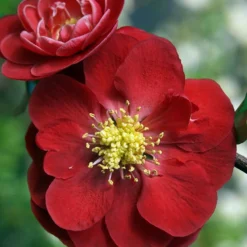 Double Take™ Chaenomeles Scarlet Storm PPAF- Flowering Quince - Proven Winners