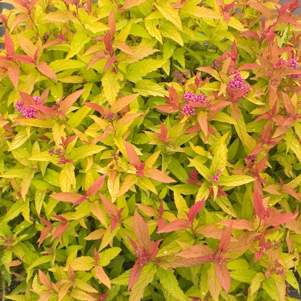 Double Play® Gold Spiraea - 4" Pot 1 Double Play® Gold Spiraea - 4" Pot