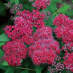 Double Play® Red Spiraea - 4" Pot - Proven Winners