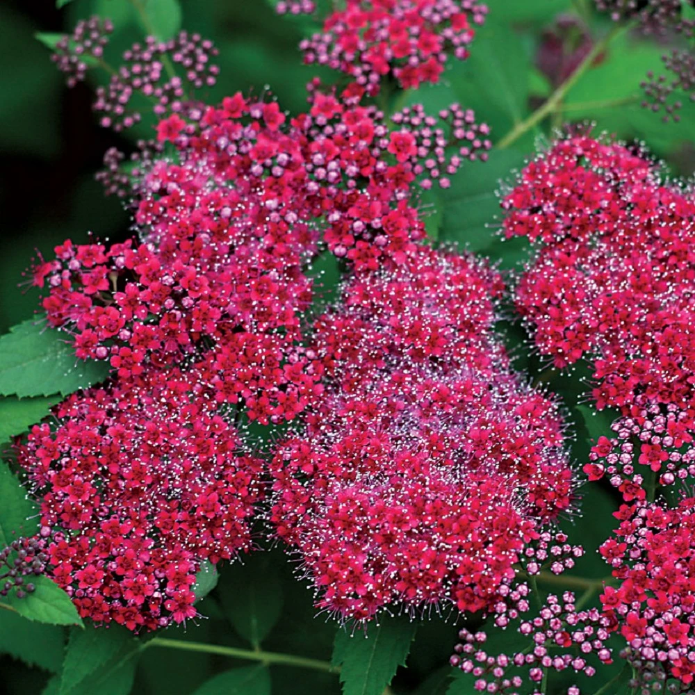Double Play® Red Spiraea - 4" Pot - Proven Winners 1 Double Play® Red Spiraea - 4" Pot - Proven Winners