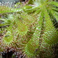 Spoonleaf Carnivorous Sundew Plant -Drosera Spathulata-2" Pot-Collector's Series -Outlet Buds Grow Store droseraspathulataah1 00004.1645195062