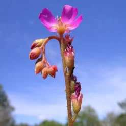 Spoonleaf Carnivorous Sundew Plant -Drosera Spathulata-2" Pot-Collector's Series -Outlet Buds Grow Store droseraspathulataah2 90756.1645195061