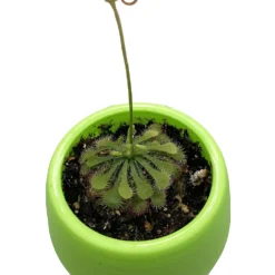 Spoonleaf Carnivorous Sundew Plant -Drosera Spathulata-2" Pot-Collector's Series -Outlet Buds Grow Store droseraspathulataah3 99524.1645195060