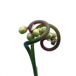 Spoonleaf Carnivorous Sundew Plant -Drosera Spathulata-2" Pot-Collector's Series -Outlet Buds Grow Store droseraspathulataah4 89857.1645195061