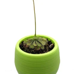 Spoonleaf Carnivorous Sundew Plant -Drosera Spathulata-2" Pot-Collector's Series -Outlet Buds Grow Store droseraspathulataah5 81958.1645195061