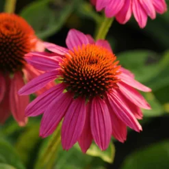 Pow Wow Wild Berry Coneflower - Echinacea - Gallon Pot