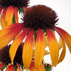 Fiery Meadow Mama Coneflower - Echinacea - Fragrant - Gallon Pot