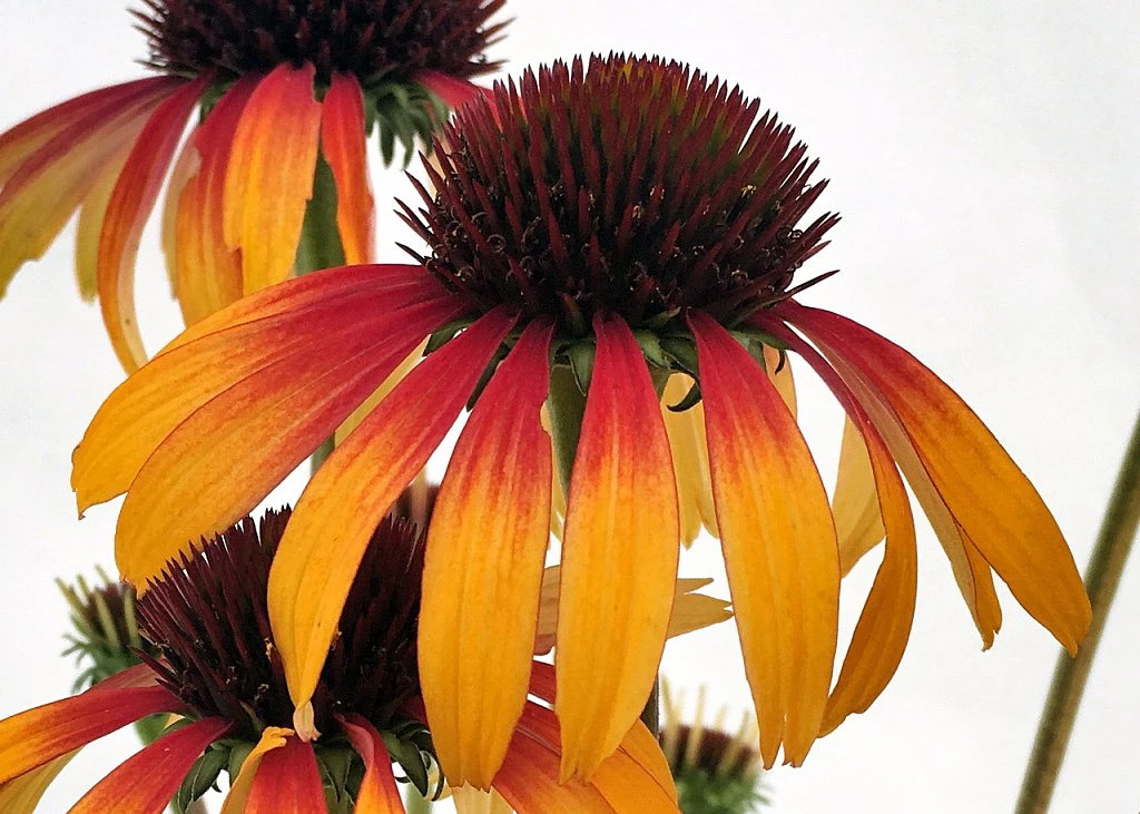 Fiery Meadow Mama Coneflower - Echinacea - Fragrant - Gallon Pot 1 Fiery Meadow Mama Coneflower - Echinacea - Fragrant - Gallon Pot