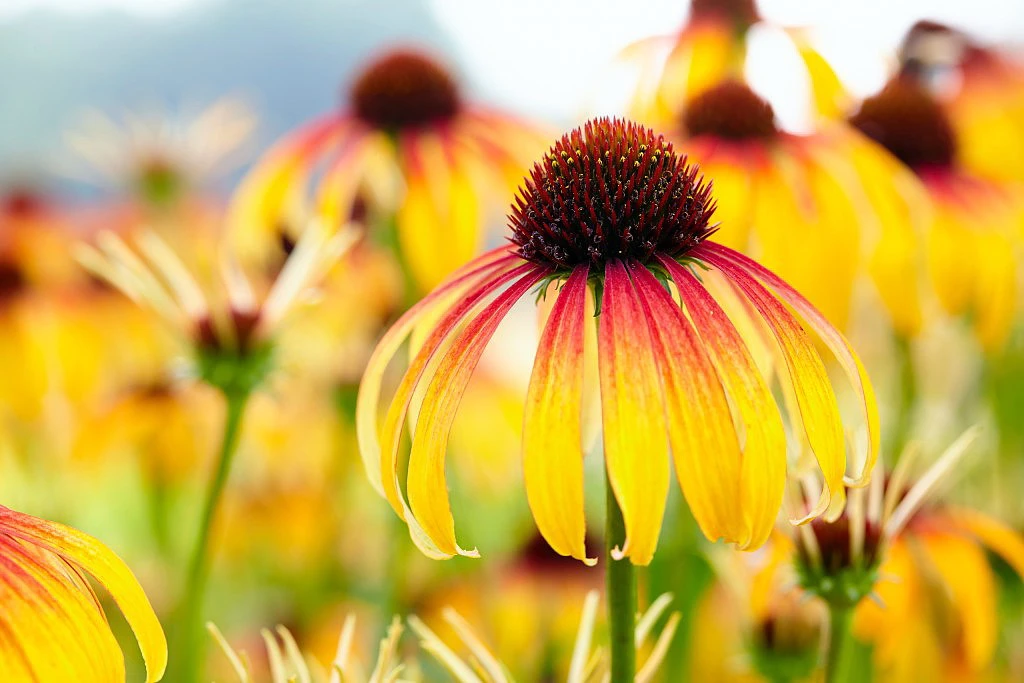 Fiery Meadow Mama Coneflower - Echinacea - Fragrant - Gallon Pot 2 Fiery Meadow Mama Coneflower - Echinacea - Fragrant - Gallon Pot - Image 2