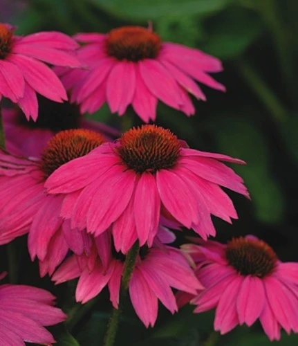 Pow Wow Wild Berry Coneflower - Echinacea - Gallon Pot 2 Pow Wow Wild Berry Coneflower - Echinacea - Gallon Pot - Image 2