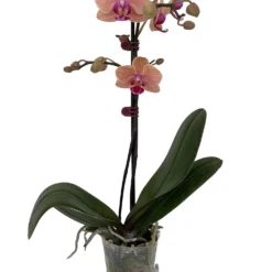 Elegance Moth Orchid Plant - Phalaenopsis - Easy House Plant - 3" Pot