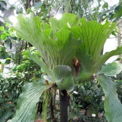 Angola Staghorn Fern - Platycerium Elephantotis - 4" Pot - Collector's Series -Outlet Buds Grow Store elephantstagmature 55814.1690932463